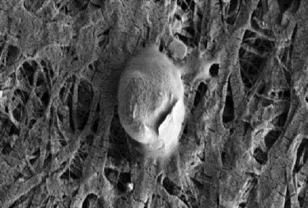 Bacterium observed in Whillans Lake (in western Antarctica, underneath 700 meters of ice). We do not know what a Martian living being could look like but it could be somewhat like this bacterium. It would probably be a kind of prokaryote (almost certainly phylogenetically different from terrestrial prokaryotes) and donning a chemo-autotrophic extremophile “lifestyle” (which draws its energy and constituent materials from the inorganic elements that surround it). It should be very small if it lives in the pores of the underground and, anyway, to be more efficient. It is estimated that a living being cannot be smaller than 100 nanometers to be endowed with the minimum constituents necessary for life (the average size of a bacteria is of an order of one micron).